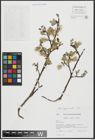 Foto von Salix appendiculata Vill.